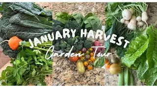 🪴JANUARY 2026 GARDEN TOUR & HARVEST🌾