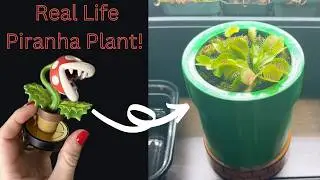 Grow a Piranha Plant! Venus Flytrap Potting Guide and Care in a Mario Bros Pipe 🪴