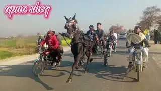 Tanga Race||Armaan horse juma Sogal owner Nadeem khan