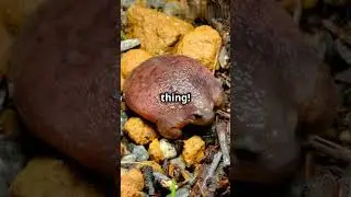 Meet the Rare Pink Turtle Frog: Australia&rsquo;s Most Bizarre Creature! #shorts #facts