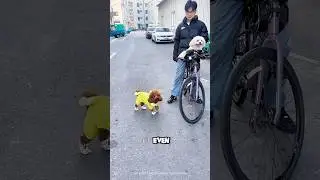 Kalu's Ride A Tale Of Stubbornness 🐕🤩 #shorts #ytshorts