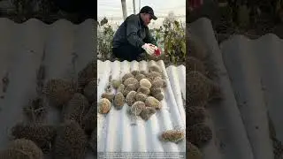 Hedgehog Farming   Stress vs  Ethical Care