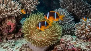 Meditation Sleep Music with Gentle Underwater Sounds for Restful Night Dreams