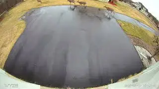 Deer migration