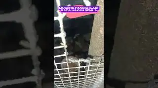 Musang Pandan Lagi Pada Makan Semua #shorts #musangpandan