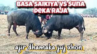 Ajir dhamaka juj khon Basa saikiya vs Suna deka raja #bull #konsang #mohjuj #virelshorts #trending