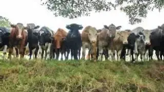 WHO let the COWS out?