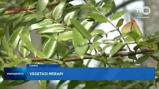 VEGETASI MERAPI