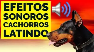 Efeitos sonoros - Cachorros latindo - Barking Dogs  - Sons dos animais