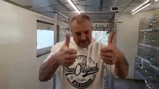 Chardonnerets, canaris, recette graines canaris et suivit d'élevage