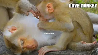 God Little Jovi trying to steal drink milk of monkey Joyce