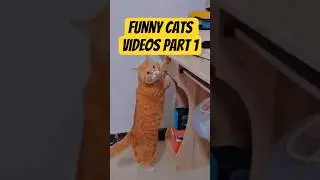 funny Cats Part1 #catdaily#catsconfusingbehavior #interestingcat #funnycat#petlife#catlovers