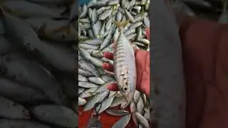 ikan selar frenzy