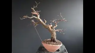 Bonsai crataegus #1. How to make Bonsai. Hawthorn Bonsai.