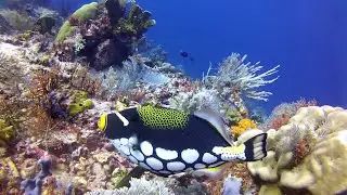 Mind-blowing Underwater Colors HD - Scuba Diving Komodo with a GoPro