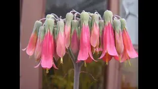 #Каланхоэ2 #Kalanchoe2 #Houseplants97 Комнатные растения97 Decorative plants Декоративные растения