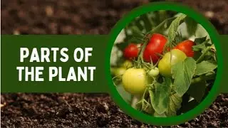 Parts of plants #roots #stem #leaves #flower #fruit #seed #grade 4 #science