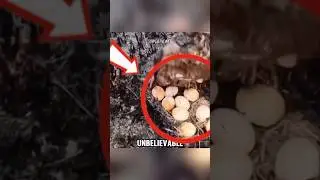 Brave Goose Dies Shielding Egg from Fire😭
