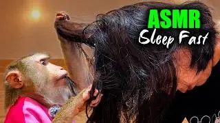 Real Monkey ASMR (MOST SATISFYING) | 1 Hour of Judy’s Relaxing Hair Parting & Grooming, NO TALKING