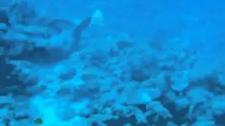 ケラマハナダイの求愛行動/ Courtship behavior by male stocky anthias@ Zamami, Okinawa