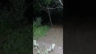 #creepy #skinwalker #glowingeyes  #nativeland  #san antonio #devilsden #creepy #ghost