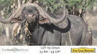 Lot 19 - Orion - Stud Game Breeders Auction 2017 - Tembani Wildlife