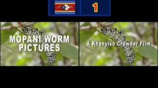 Mopani Worm Pictures/Khanyiso Center Film (201x)