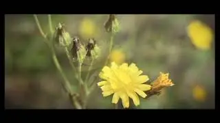 Neo Realism - Thee D Song