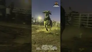 Destroyer vs mariposo de T5￼ #rodeo #jaripeo
