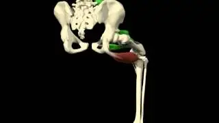Medical Animation &ndash; Hamstring