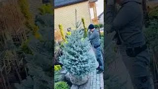 Шикарная голубая красавица
