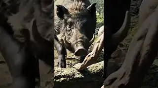 #ancientworld #earlyhumans #wildlife #film #originsofmankind #dawnofman #animals #prehistoricera