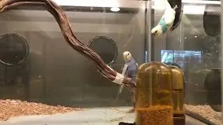 Biggest Pet Store in the Philippines is now open in Davao City