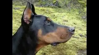 Canine Communication