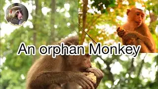 #Cambo Monkey Life: An orphan Monkey
