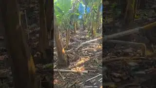 REGANDO EL PLATANAR.