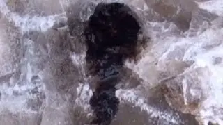 Scientists get blood from mammoth fossil