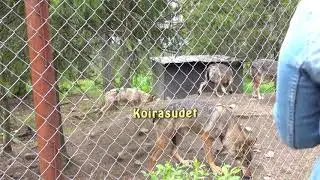 Kuusamon Suurpetokeskus 10 8 2019
