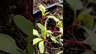 Red mammoth long mangel/beet, planted 1.5 weeks ago, at Escambia Lakes on 2025-10-08