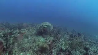 Cruising with the Loggerhead in Boynton Beach - Starfish Scuba