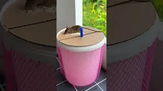 Funny! Rice bait trick so simple, mice fall for it every time #pestcontrol #diyhack #funny