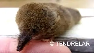 MAMMALS : the pygmy shrew, one of the smallest mammals