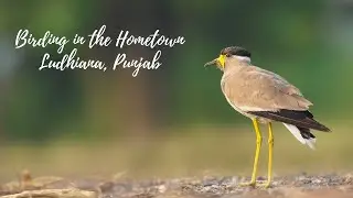 Birding in the Hometown | Birds of Ludhiana, Punjab | Birds Video