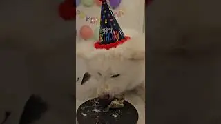My Dog&rsquo;s 2nd Birthday Feast 🥩🎂🐶 #Akita #JapaneseAkita #DogBirthday #DogASMR #DogShorts #CuteDogs