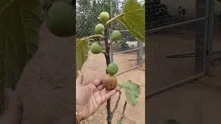 #Natural ripen anjeer fruit in our garden #🧿