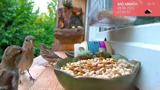 26.09. V&ouml;gel live am Futterplatz 🐦 Fensterbrettkamera zeigt Natur pur