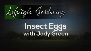 Insect Eggs