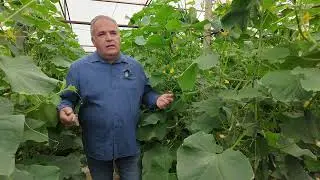 În grădina Danei: Cum scăpăm de nematozi (@TVR1)