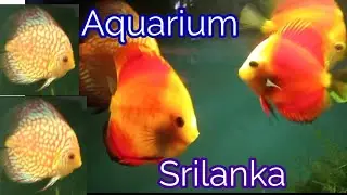 Fish video trending srilanka water world 2025 #fishvideo #fishtank #srilanka #aquarium #2025 #vlog 