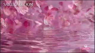 🔴 桜の調べ – 日本庭園の水音と風鈴の癒し | 心を落ち着ける音楽👉 Zen garden + wind chimes vibes.